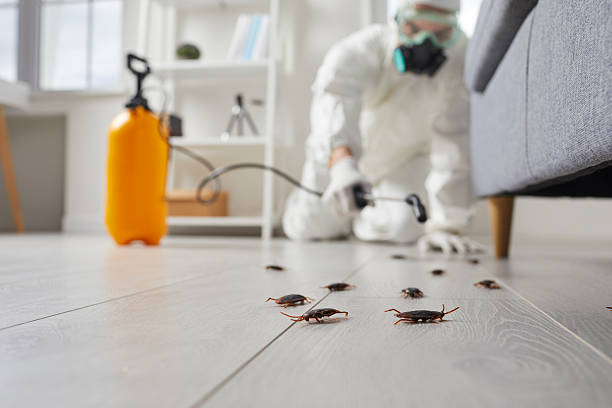Commercial Rodent Management in Moline